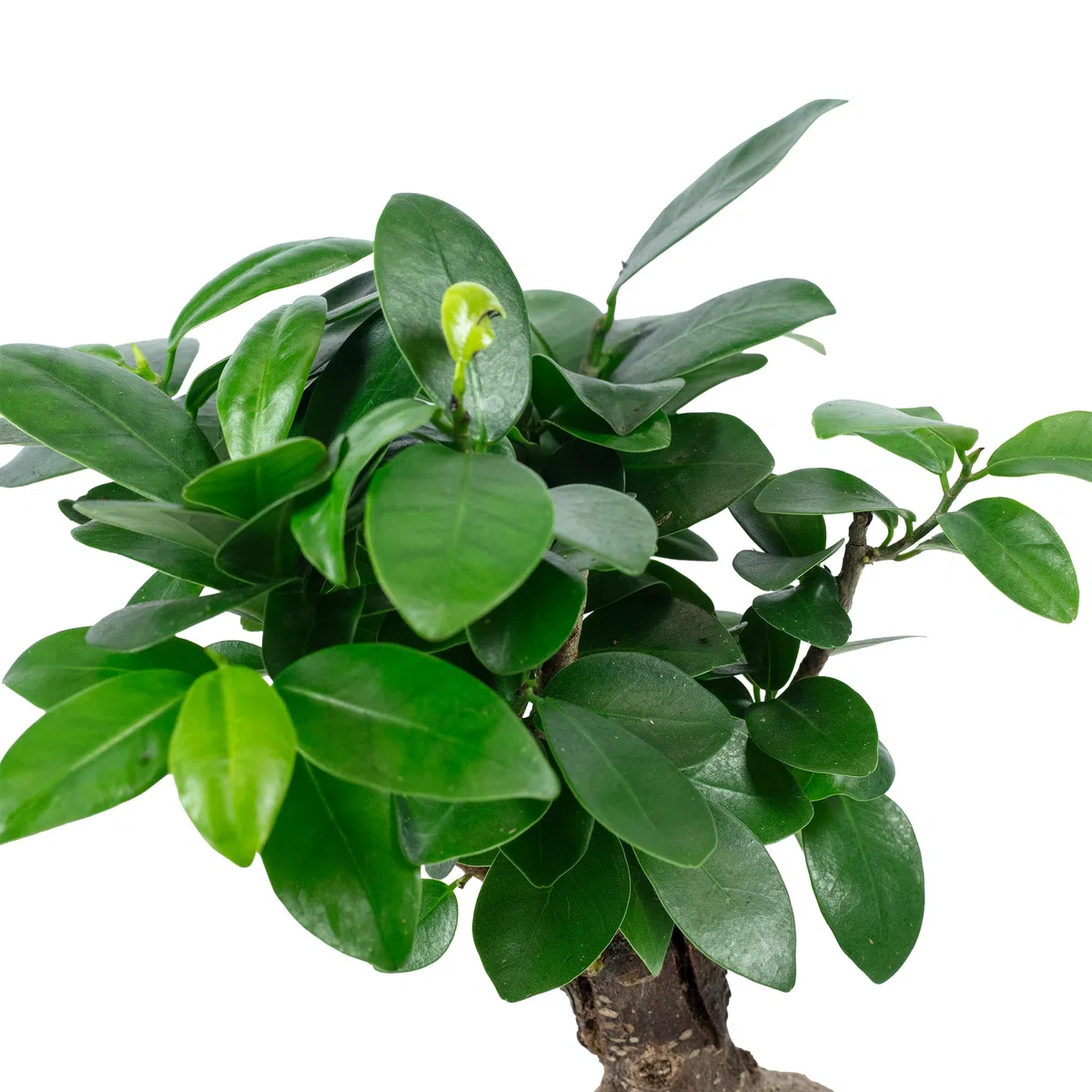 Ficus Ginseng - Higo chino (altura aprox. 25 cm, diámetro de la maceta 12 cm)