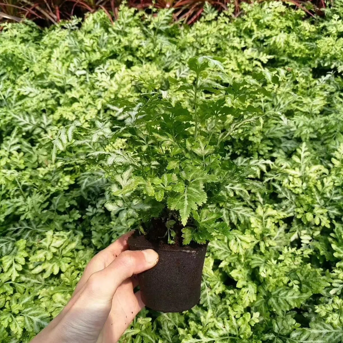 Paquete de 50 Esponjas de Cultivo para Hidroponía, Reemplazo de Bloque de Plántulas, Esponjas de Crecimiento de Raíces, Vainas de Semillas, Esponjas de Inicio de Semillas para Sistema(DRH TN0927)
