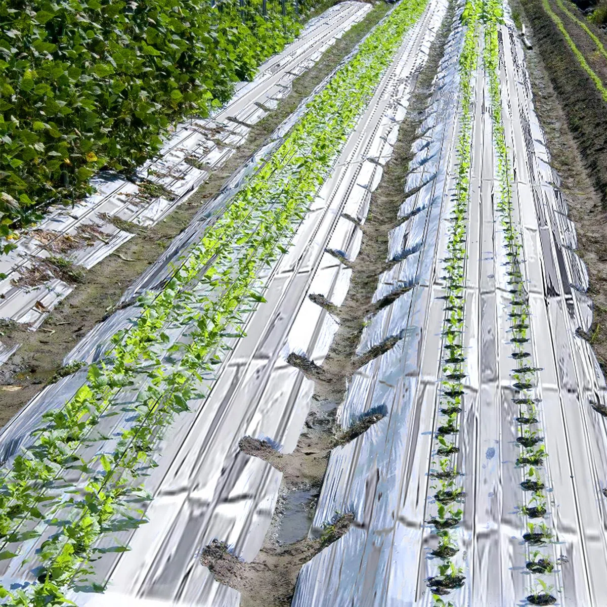 BORDEAG 8 Piezas Película Reflectante De La Planta, 160 * 210 Cm Plant Reflective Film, Lámina Reflectante Plantas, Aumentar El Crecimiento De La Planta Y Ahorrar
