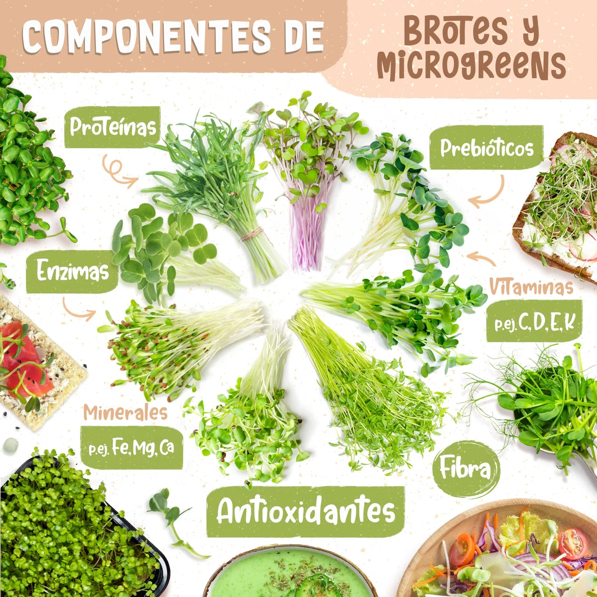 ZenGreens® Set de cultivo de microgreens eco - incl. cáscara de coco y 3 tipos de semillas - kit de germinación - alternativa a la germinador de semillas