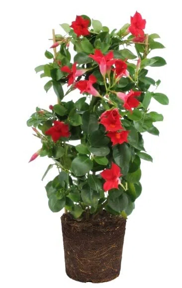 Mandevilla Flores Rojas | DECOALIVE | Dipladenia Flor Roja | Planta Natural | Planta de Exterior