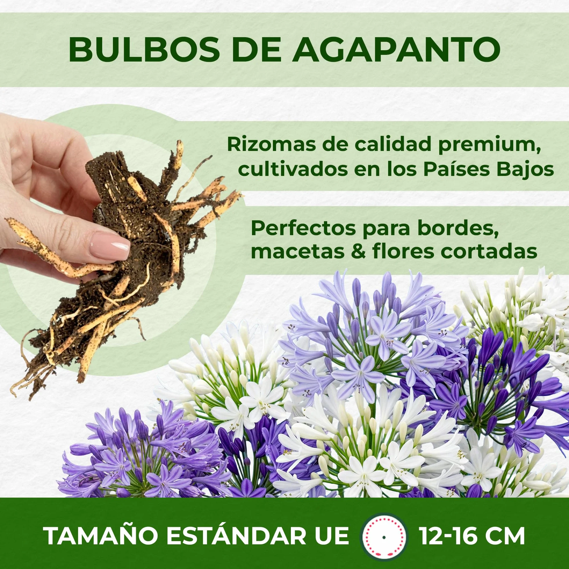 Agapanthus Africanus Azul - 3 Plantas - Plantas Naturales Exterior de Holanda - Plantas de Exterior Resistentes - Decoracion Jardin, Macetas y Balcón - Sin Semillas, No Artificiales