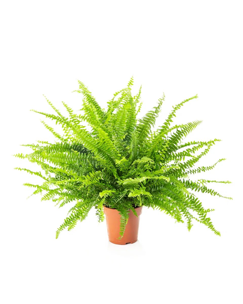 AIRY Helecho - Nephrolepis exaltata - Purificador de aire natural para un mejor clima interior - Adecuada para la innovadora maceta AIRY (12cm)