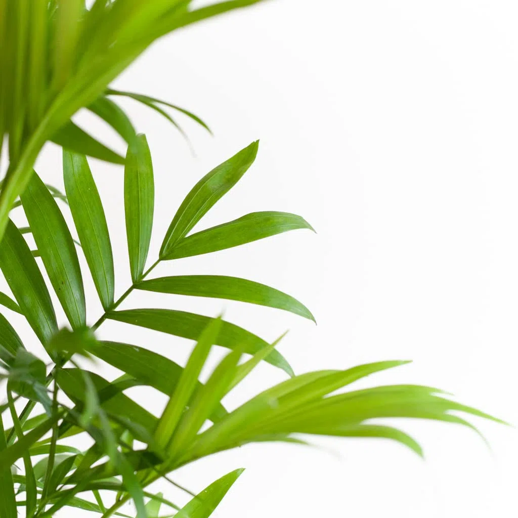 DECOALIVE Chamaedorea Elegans Set de 2 Palmeras de Interior Naturales