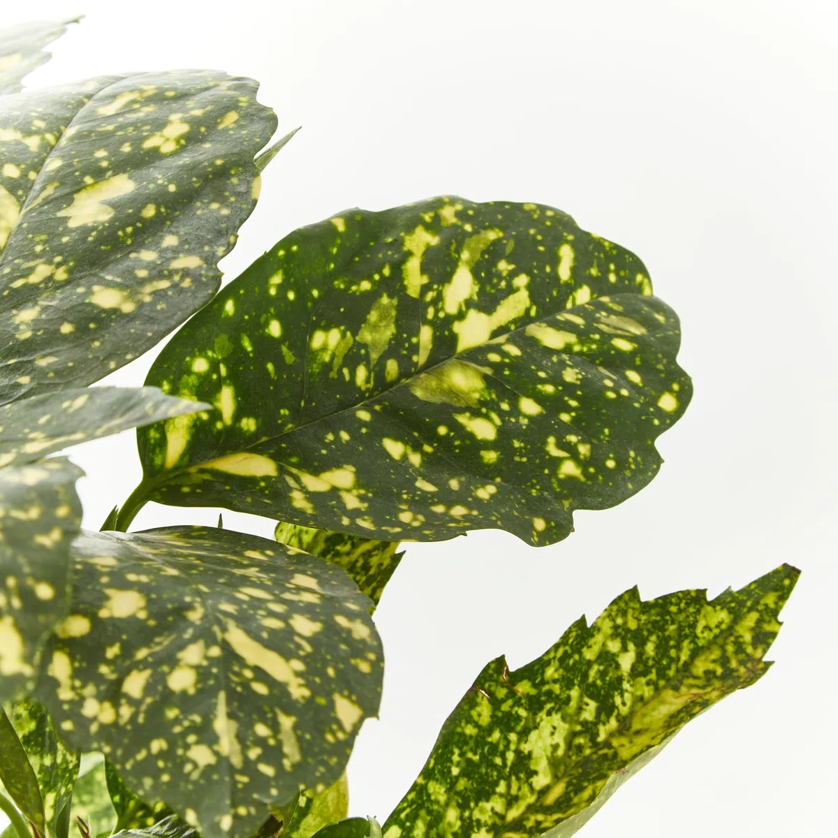 Verdecora Aucuba en maceta de 3L | Aucuba japonica | Arbusto de Exterior con Follaje Verde y Manchas Doradas | Ideal para Sombra Parcial, Bordes y Jardines de Bajo Mantenimiento