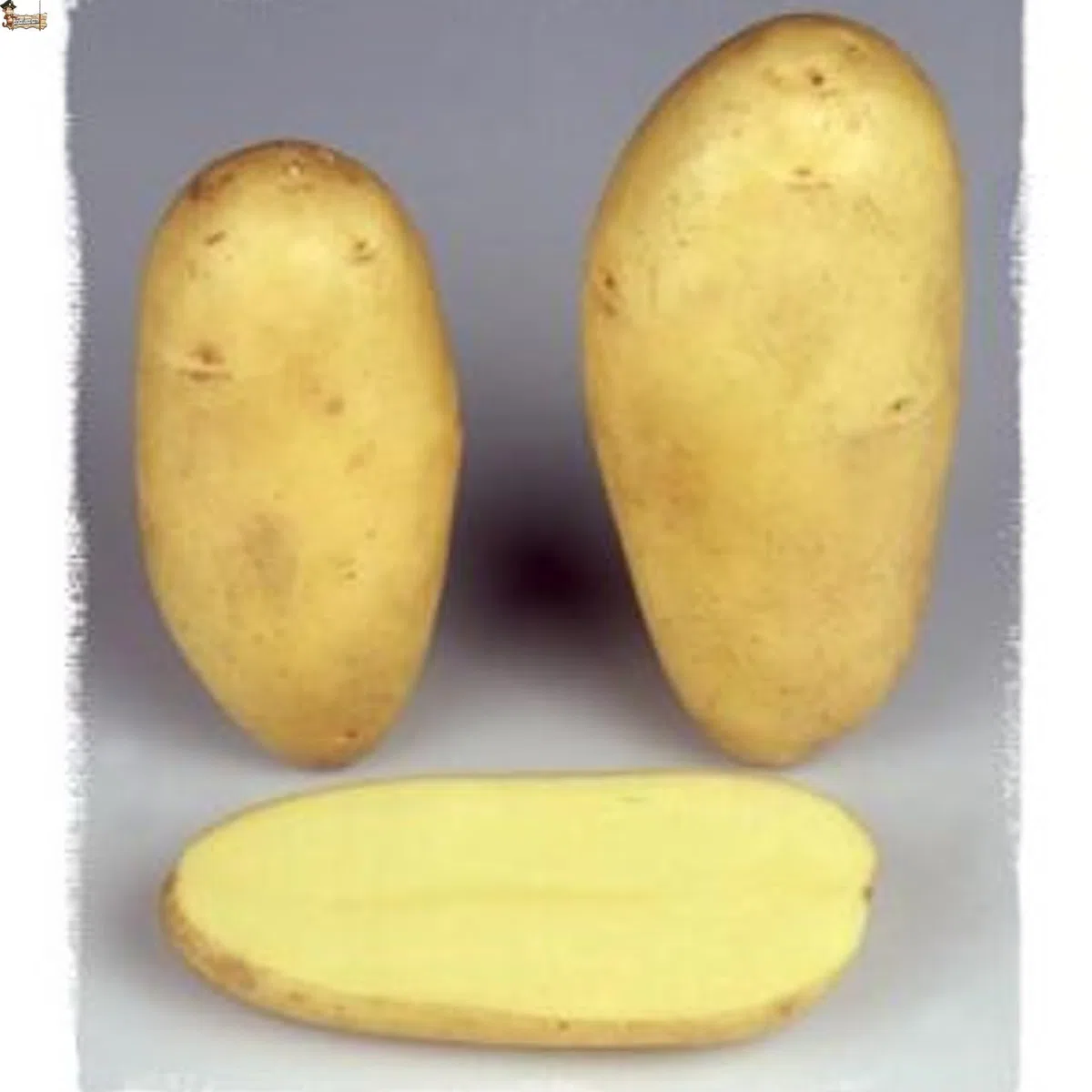 BricoLoco.com Polvo antigerminante salvapatatas. ¡¡¡ 1 Kg. !!!! Polvos antigrillado para conservar patatas sin brotes, tallos o “grillos” en huerto, tierra o almacenadas. 100% natural (1, Kilogramos)