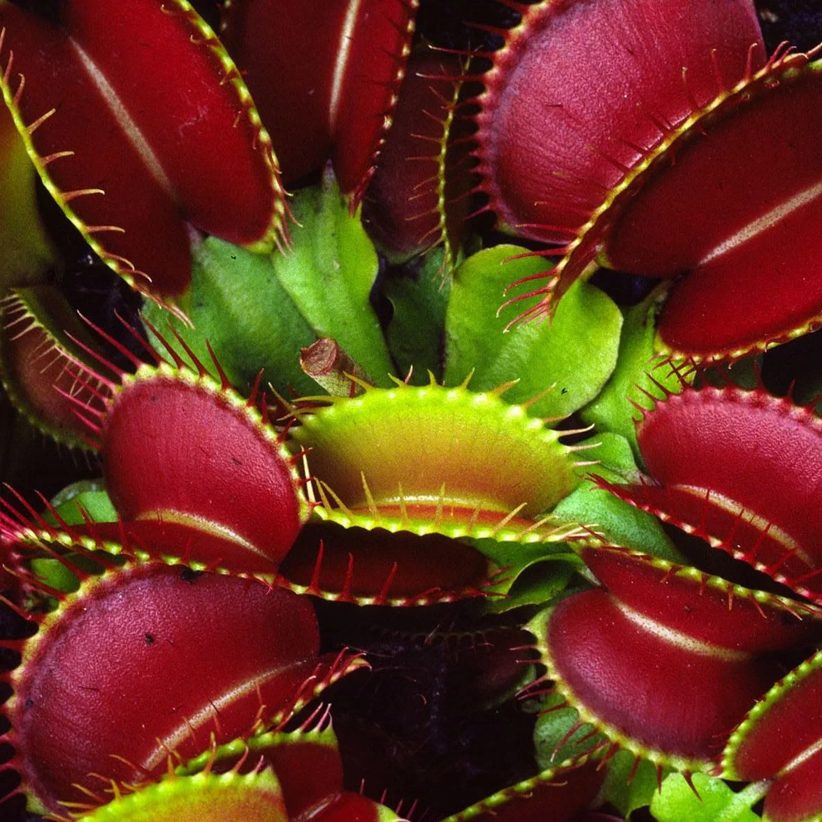 Verdecora Dionaea Muscipula - Venus atrapamoscas - Planta carnivora de interior en maceta de Ø10cm