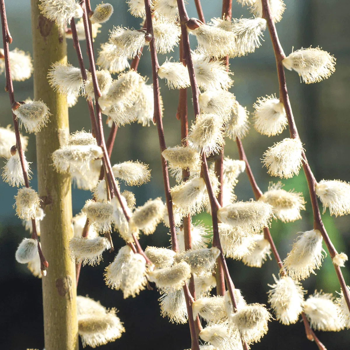 Árbol Salix Caprea Pendula 'Kilmarnock' | Sauce Llorón para Jardines Pequeños