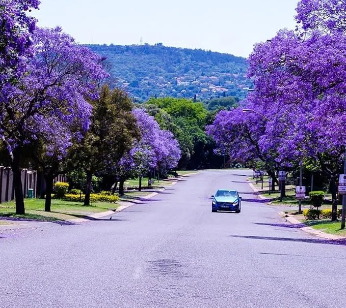 Planta natural Jacaranda Mimosifolia. 30 cm. Conocida por su impresionante floración violeta o azul en primavera