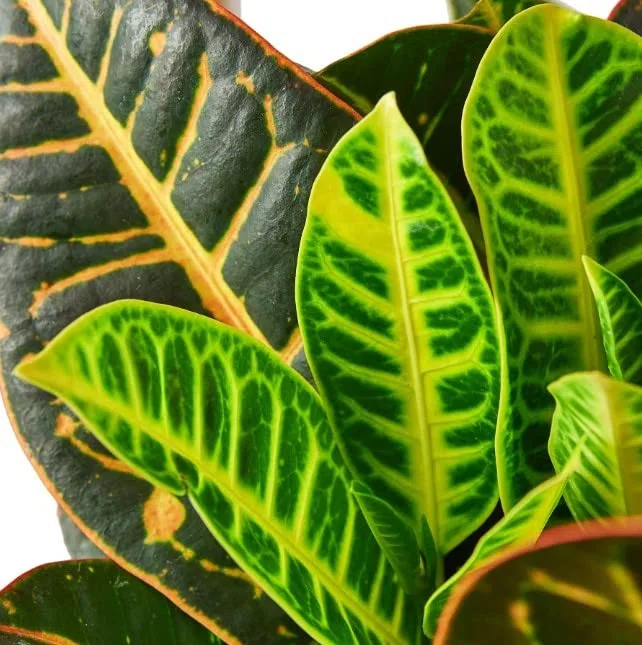 Crotón Petra | DECOALIVE | Planta de Interior Natural | Codiaeum Variegatum