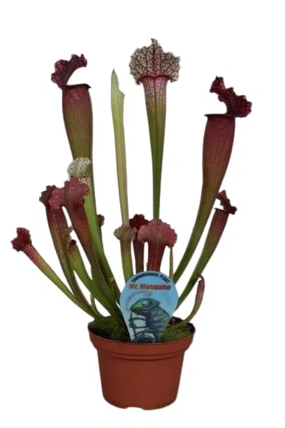 Sarracenia Planta Carnívora Natural contra Mosquitos