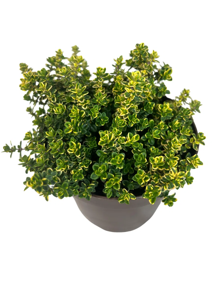 Tomillo Limón + Tomillo Vulgar Plantas Naturales de Exterior - Macetas de 13 cm - Pack de Plantas Aromáticas Naturales Tomillo Limonero