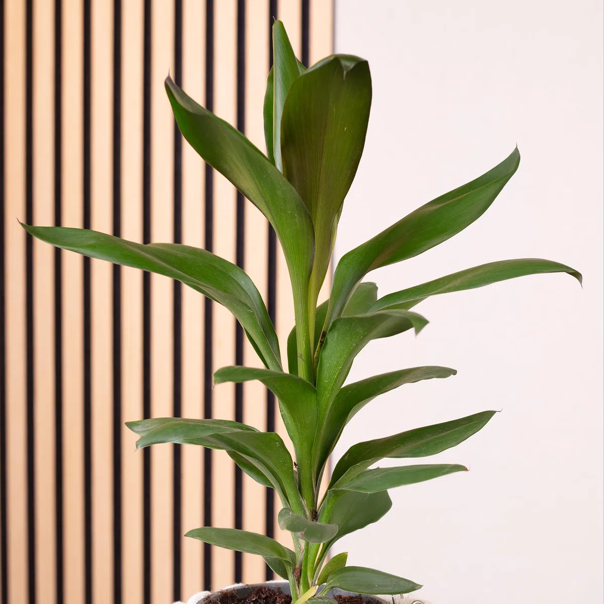 Planta de interior auténtica, cordyline 'Glauca' – Altura aprox. 40 cm, diámetro de la maceta 12 cm