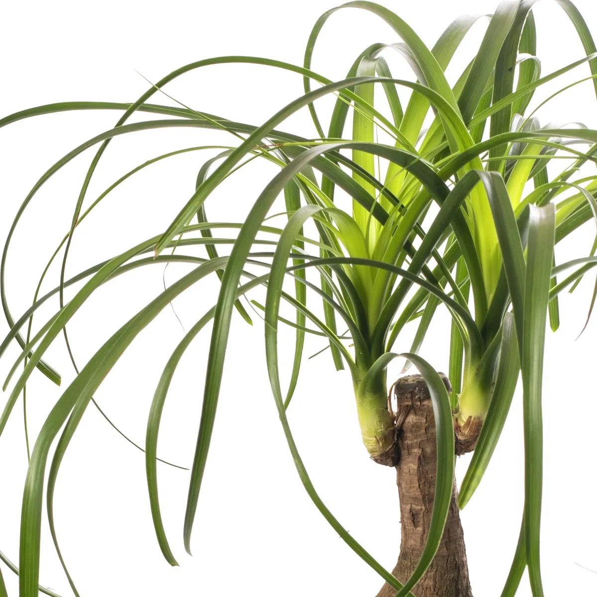 ardener's Dream - Pie de elefante para interior - Planta de interior tropical, plantas de interior de hoja perenne, grandes y reales (30-40 cm)