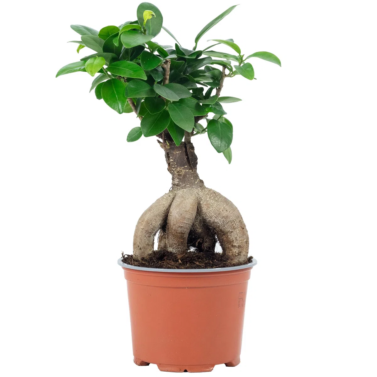 Ficus Ginseng - Higo chino (altura aprox. 25 cm, diámetro de la maceta 12 cm)