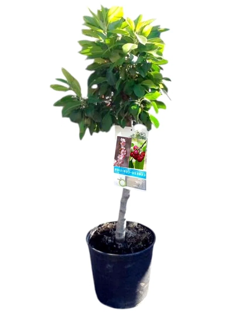 Planta natural Frutal Enano Cerezo injertado. Produce Cerezas. Altura 60-70 cm. Ideal para cultivar en maceta y decorar terrazas o jardines pequeños. Segura Garden