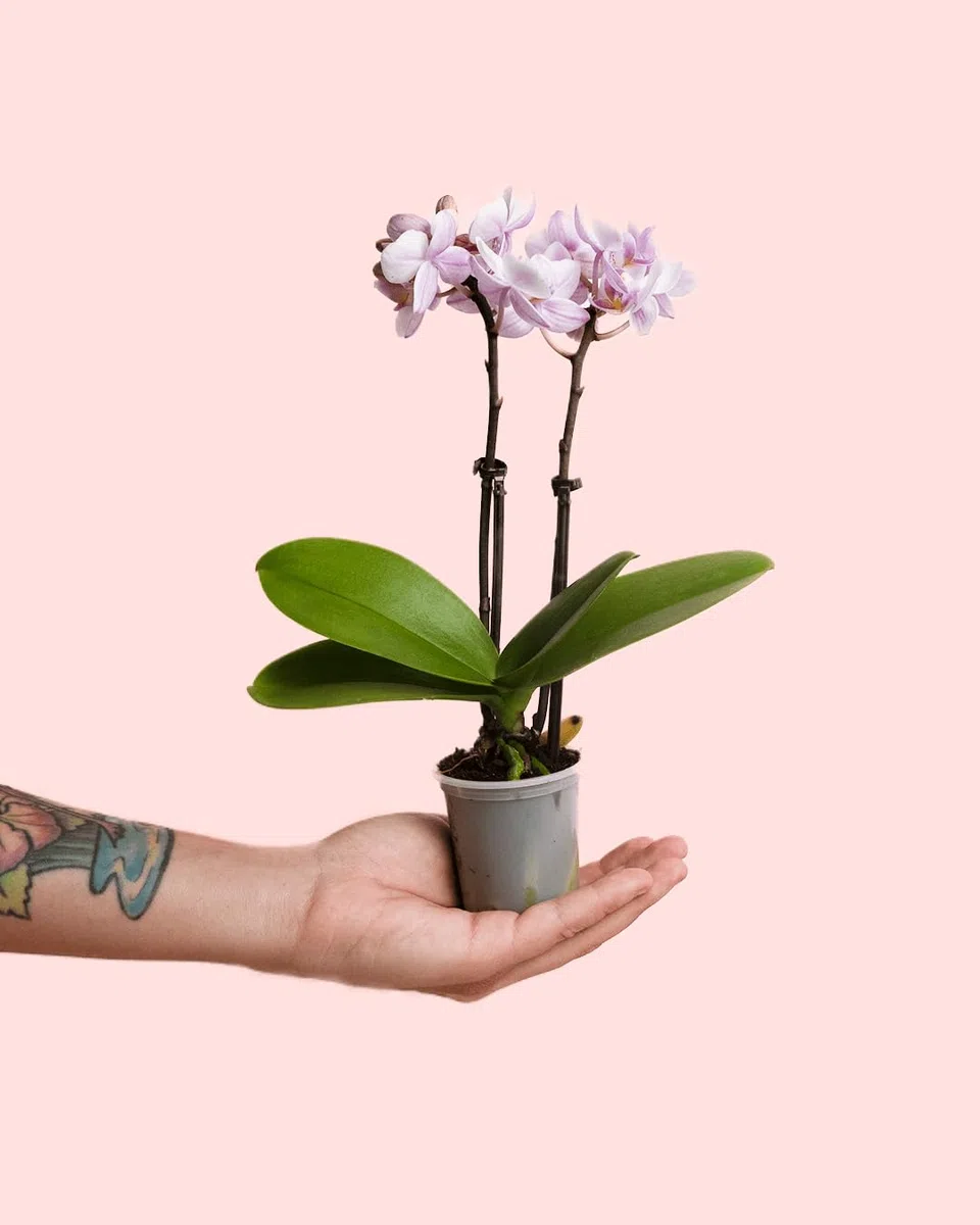 Orquídea Pink | Mini Planta Natural | Pur Plant