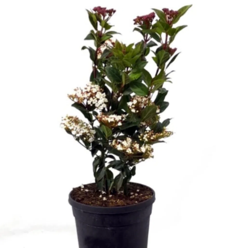 Planta natural Viburnum Tinus, 30-40 cm. Durillo. Arbusto perenne, hojas verdes, flores blancas en invierno y frutos azules en verano. Segura Garden.