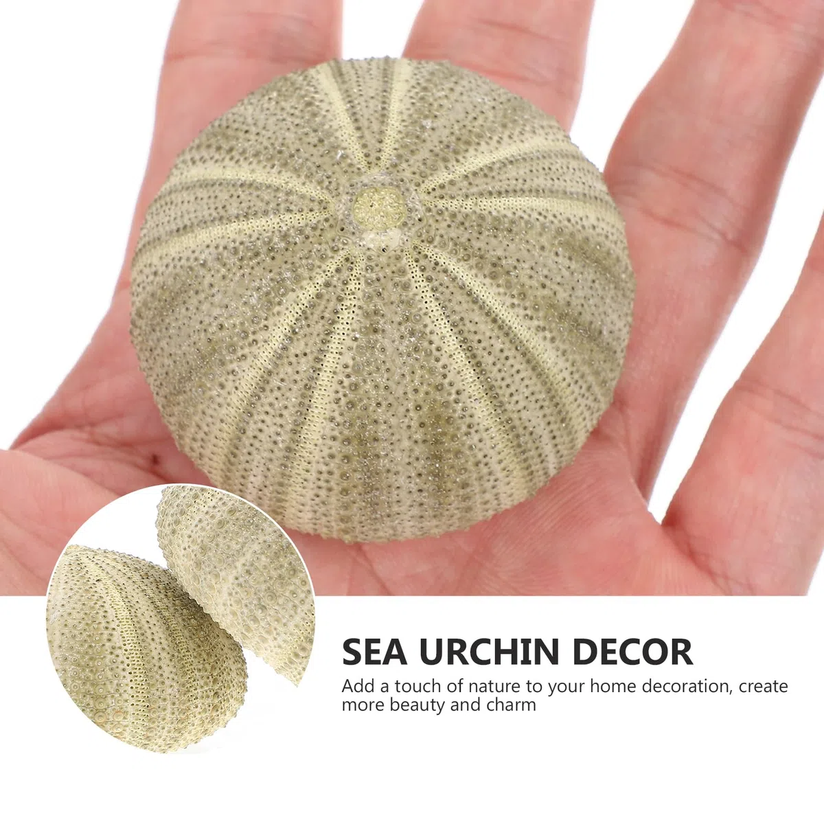 GANAZONO 6 piezas diferentes erizos de mar naturales para plantas aéreas conchas artificiales de erizo de mar como decoración mixta conchas de erizo de mar planta de aire decorativa para la decoración