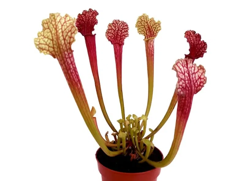 Sarracenia Natural Planta Antimosquitos Carnívora de Interior o Exterior
