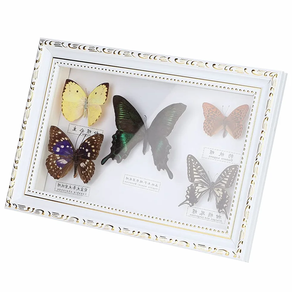 Shanrya Espécimen, Adorno para el hogar 7.7 * 11.6 * 1.6 in Muestras de Mariposas Reales 5 Piezas de Mariposas Muestra de Mariposas exquisitas, para Amigos, Familiares, colegas, Amantes(Caja Blanca)