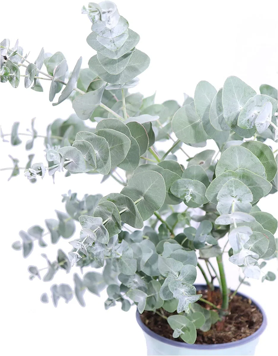 Planta Natural - Eucalyptus - Planta Hojas Plateadas - Eucalipto Azul o Eucalipto Dólar