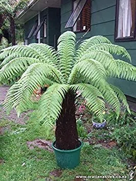 Helecho dorado (Dicksonia fibrosa) - 25+ esporas frescas (Semillas)