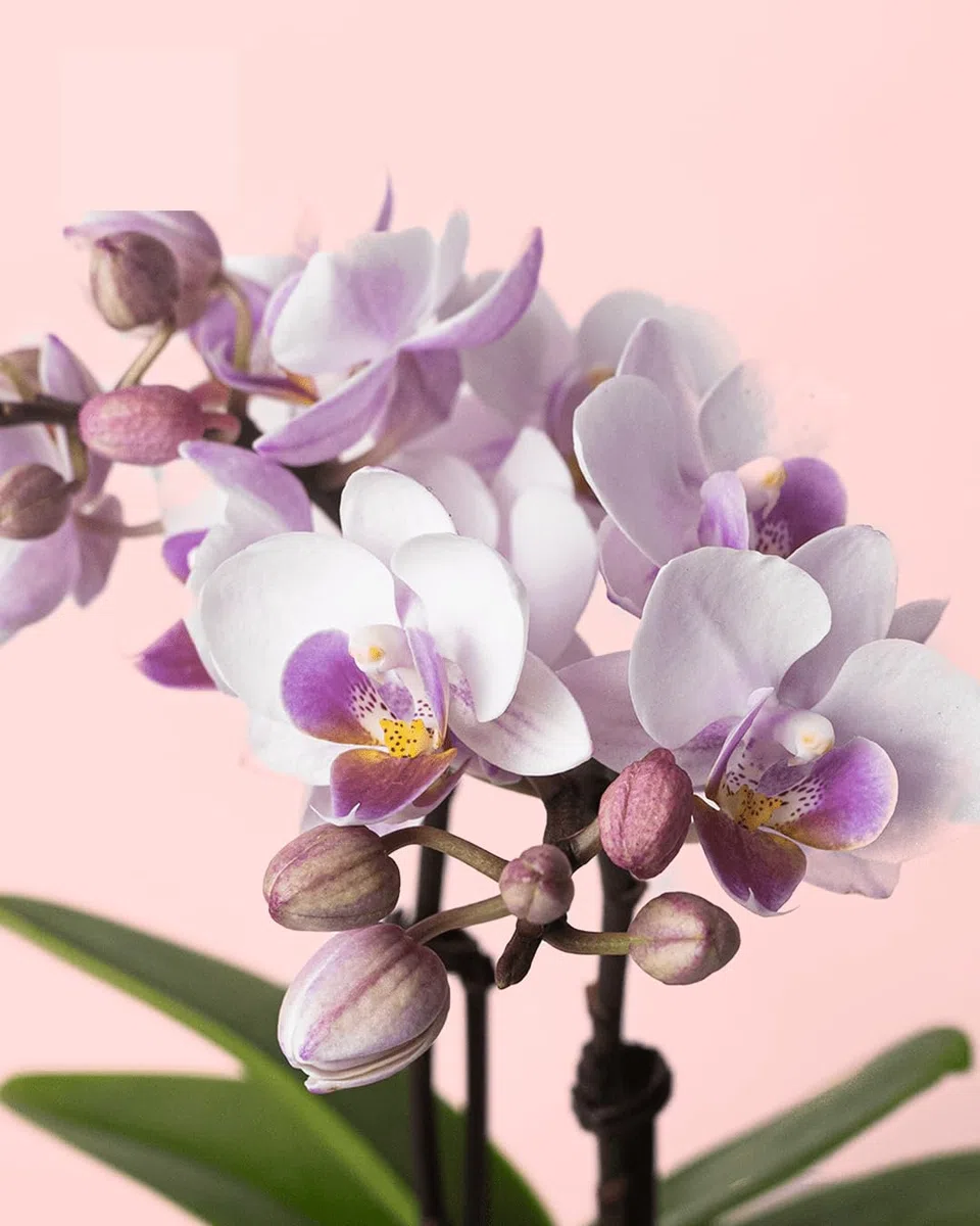 Orquídea Pink | Mini Planta Natural | Pur Plant