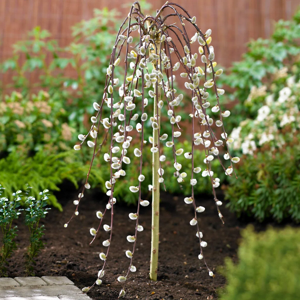 Árbol Salix Caprea Pendula 'Kilmarnock' | Sauce Llorón para Jardines Pequeños