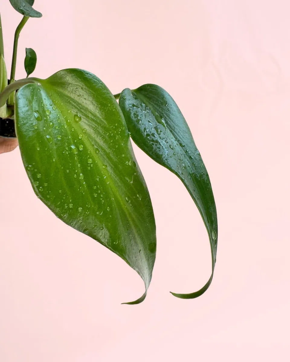 PUR PLANT Monstera Burle Marx Mini | Planta Natural De Interior Premium y Tropical | Compacta, Resistente y Decorativa | Maceta De Ø6 cm