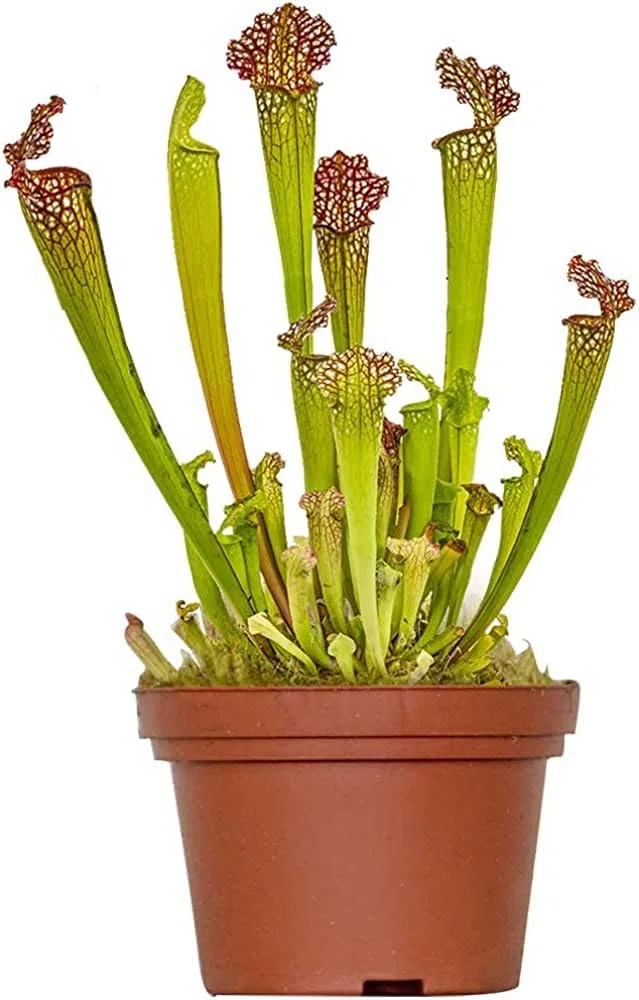 Sarracenia Antimosquitos Natural - Planta Carnívora Resistente