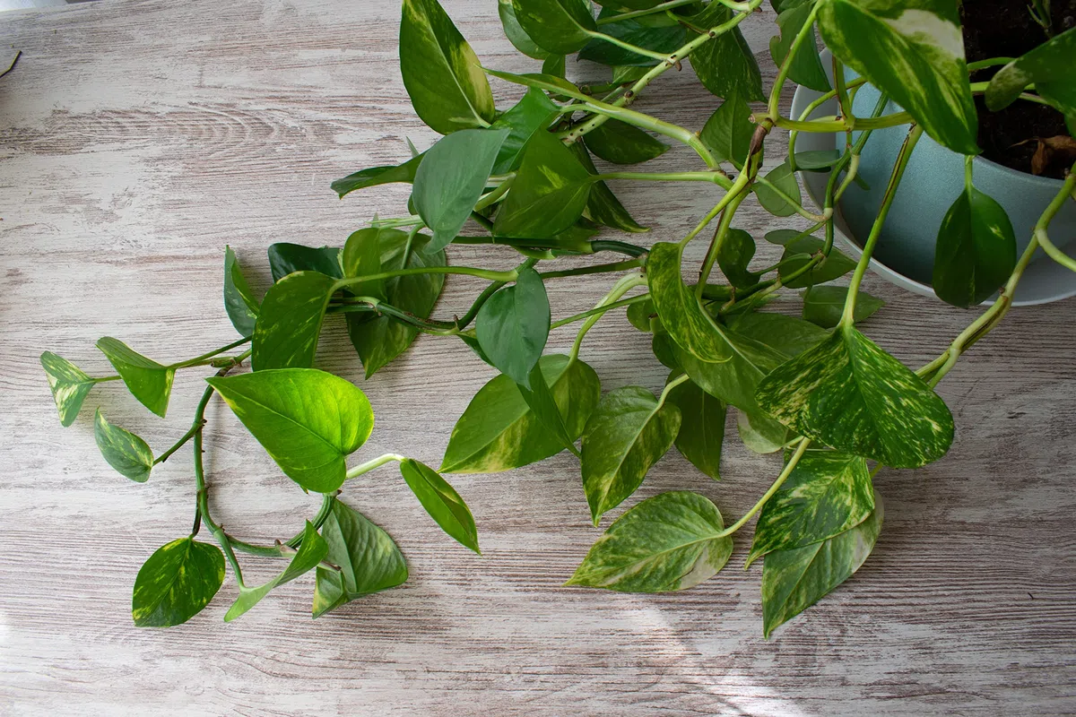 verdecora Potho Epipremnum aureum | Planta Natural de Interior trepadora | Purificadora del Aire | Maceta de Ø15cm Colgante