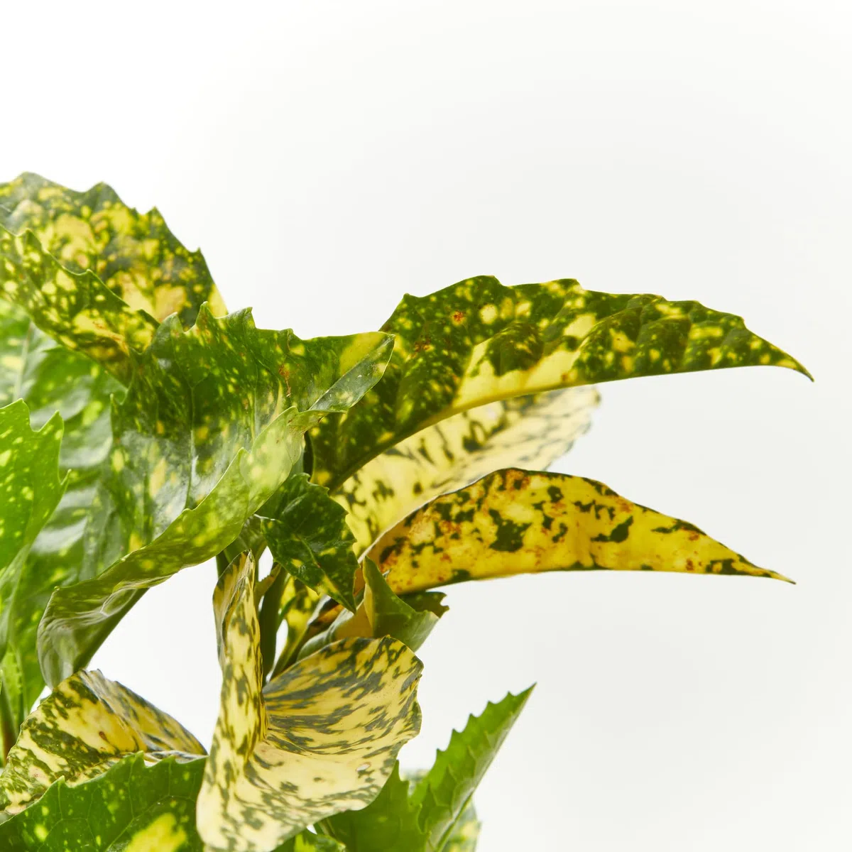 Verdecora Aucuba en maceta de 3L | Aucuba japonica | Arbusto de Exterior con Follaje Verde y Manchas Doradas | Ideal para Sombra Parcial, Bordes y Jardines de Bajo Mantenimiento