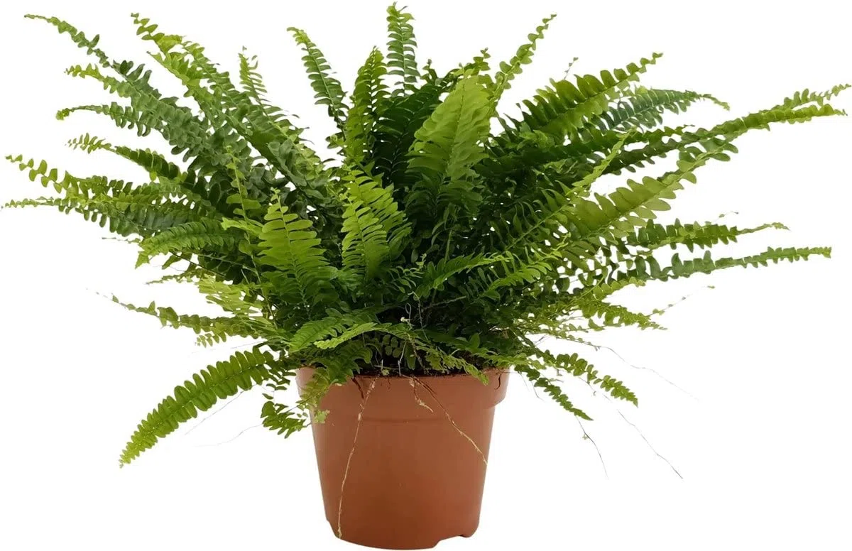 Helecho Nephrolepis Planta de Interior Natural Altura 30cm Helecho Espada o Helecho de Boston