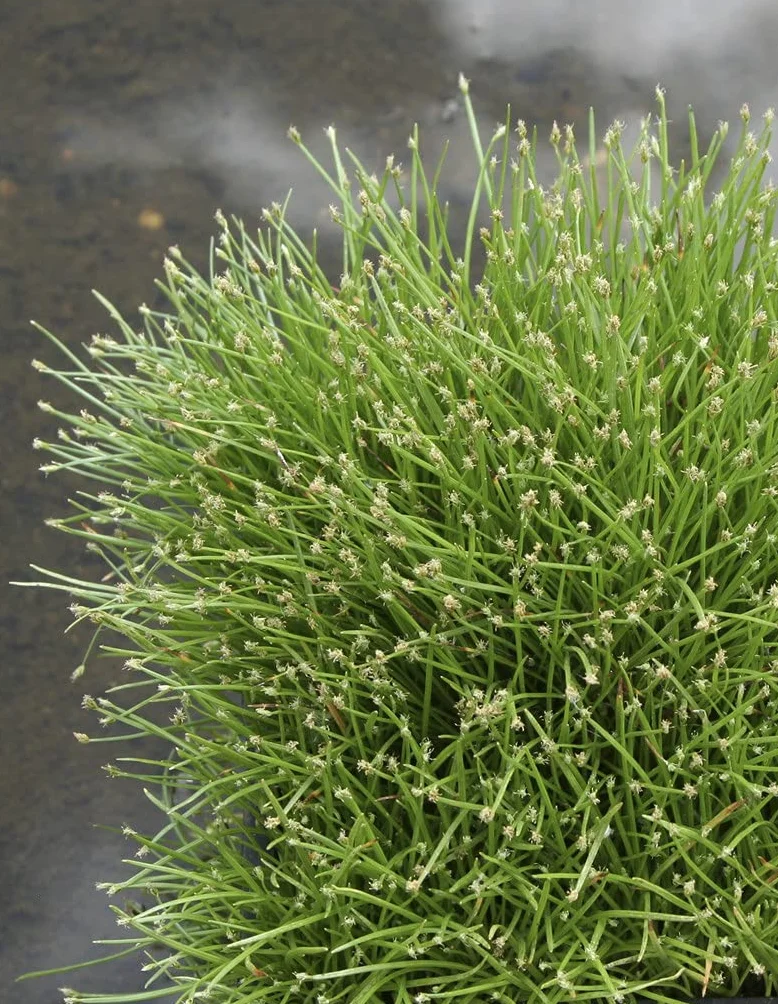 Bloomique - Scirpus cernuus - Junco cabello/grama aguja - Plantas de estanque - Acuáticas - Resistente al frío - Altura 10-20 cm - Maceta 11 cm