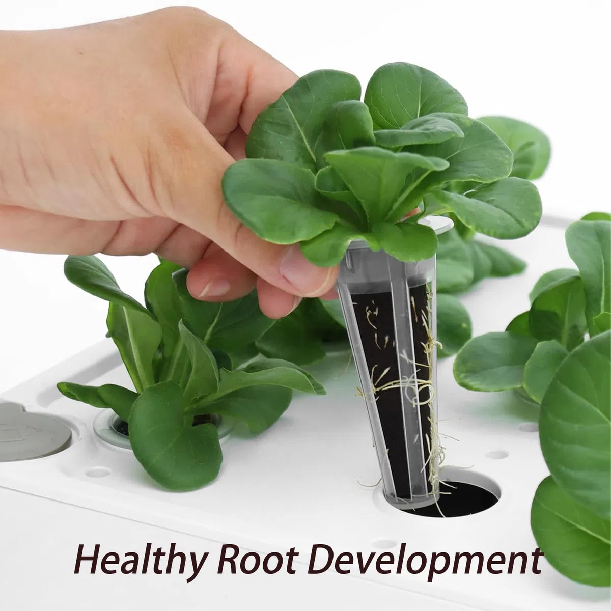 20 Piezas Hidroponia, Cultivo Hidropónico, Esponjas de Crecimiento, Kit de Cultivo Hidroponía, Esponjas para Cultivo Hidropónico, para Sistema de Cultivo Hidropónico de Jardín y Interior
