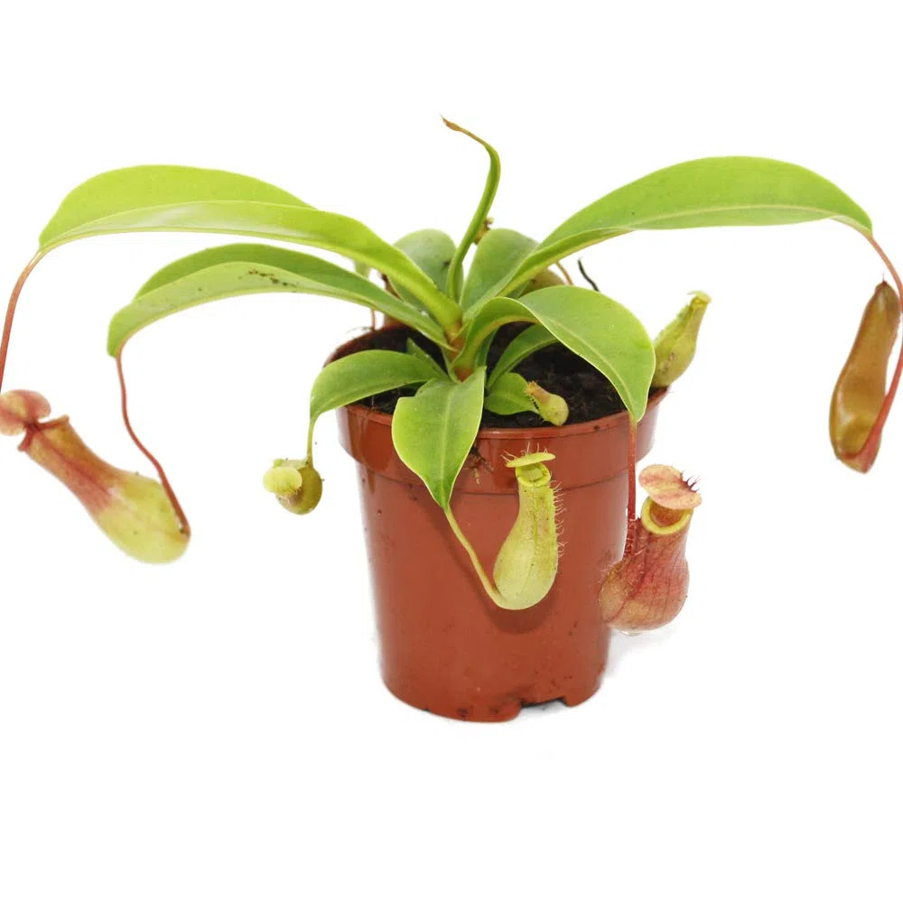Nepenthes Planta Carnívora en Maceta Pequeña Planta Jarro Copa de Mono
