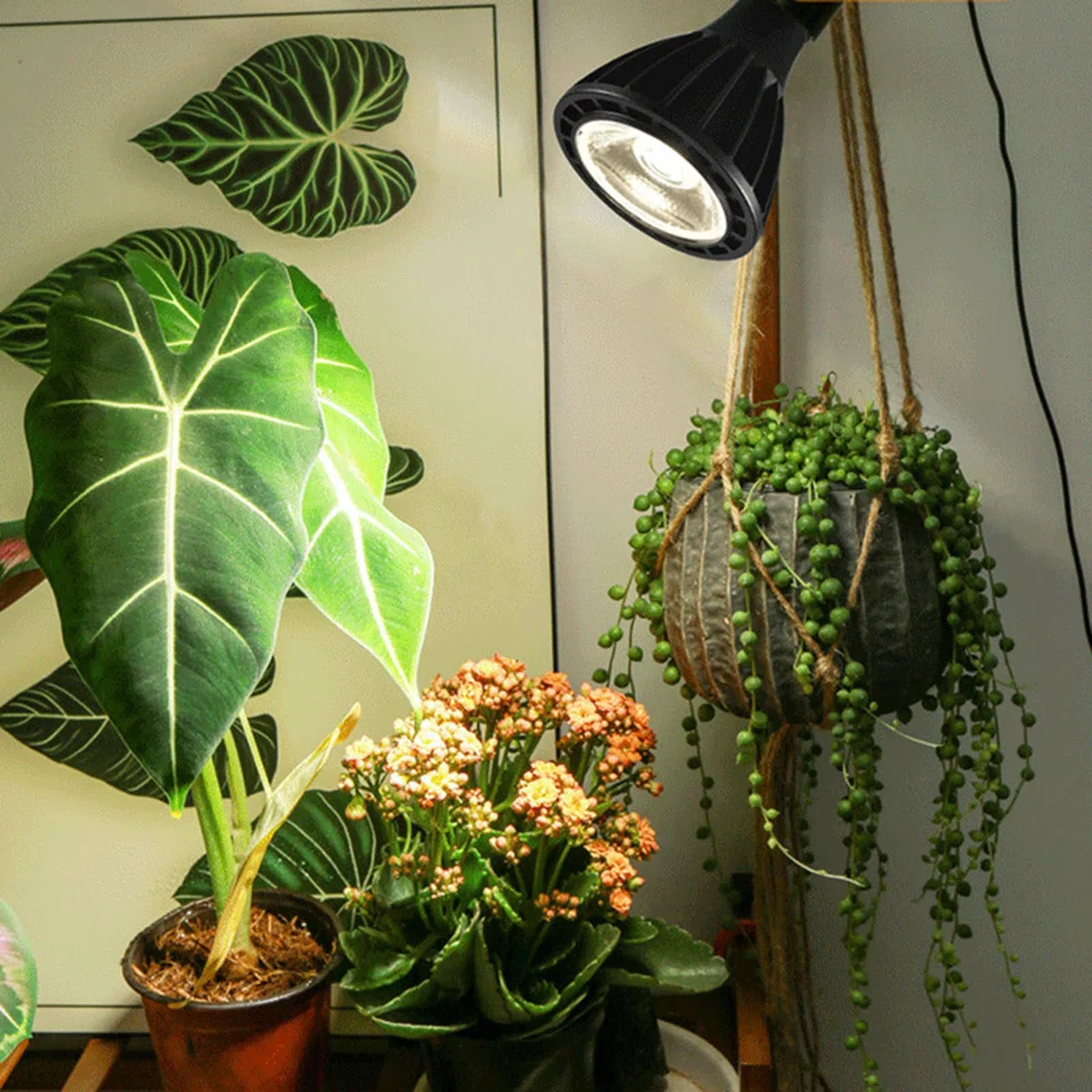Genérico Bombilla Luz Planta - Lámparas de Interior para Crecimiento de Plantas,LED Espectro Completo Ahorro Energía Portátil para Invernadero Acuario Jardín Huerto Suculentas