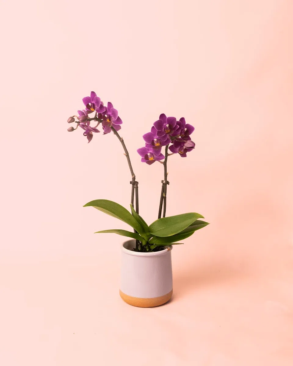 Orquídea Lila | Mini Planta Natural | Pur Plant