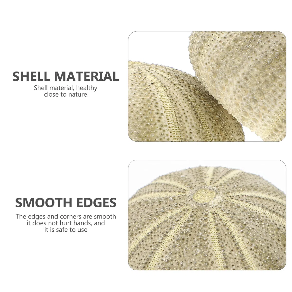GANAZONO 6 piezas diferentes erizos de mar naturales para plantas aéreas conchas artificiales de erizo de mar como decoración mixta conchas de erizo de mar planta de aire decorativa para la decoración