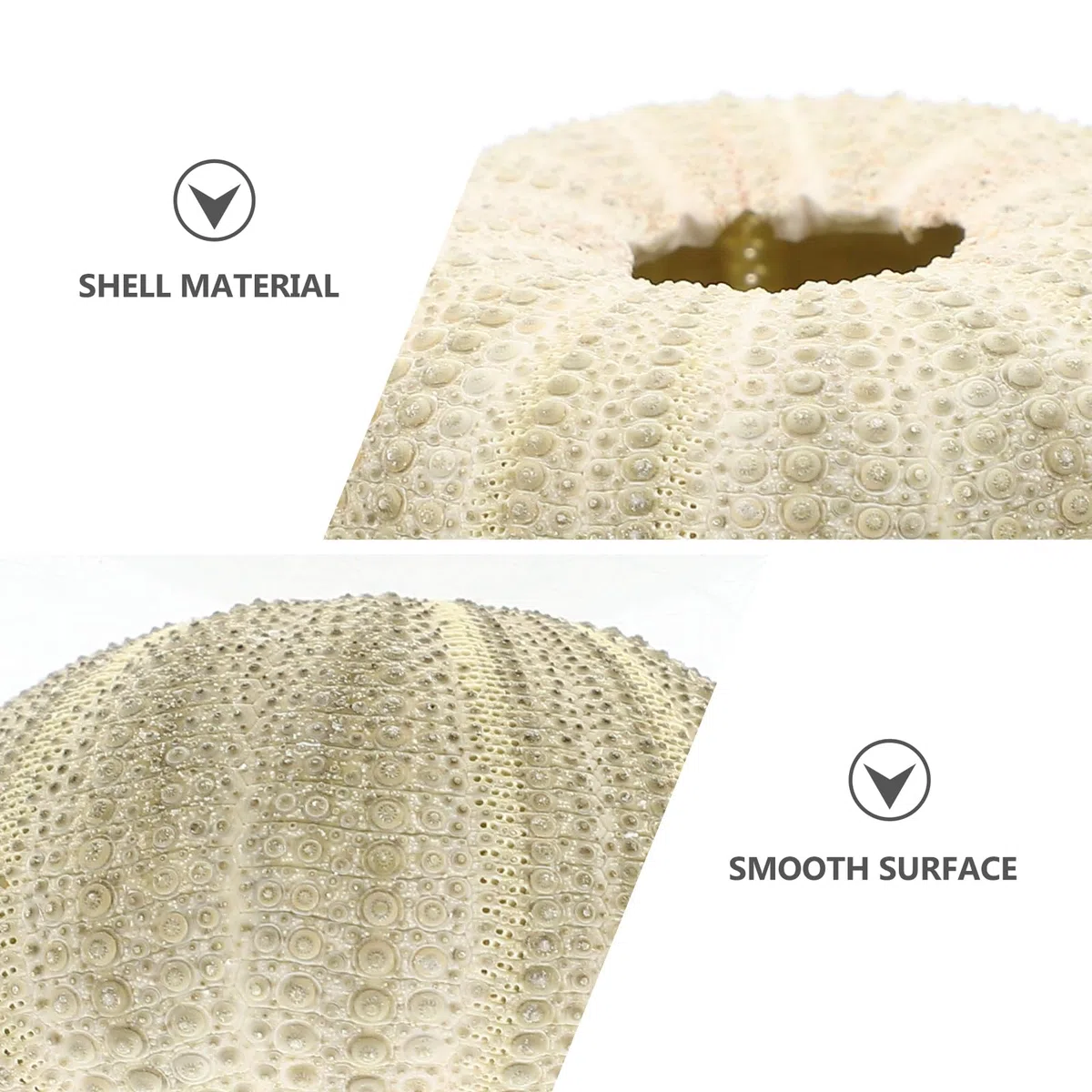 GANAZONO 6 piezas diferentes erizos de mar naturales para plantas aéreas conchas artificiales de erizo de mar como decoración mixta conchas de erizo de mar planta de aire decorativa para la decoración