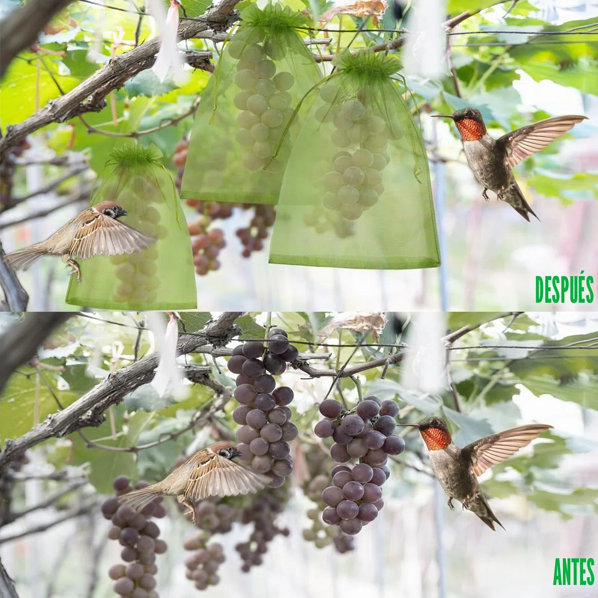 Bolsa de Protección de Uvas, 100 Piezas Bolsa de Protección de Frutas, Bolsas de Organza con Cordón 30cm x 20cm para Proteger Los Racimos de Uvas de Avispones y Antipajaros(Verde Oscuro)