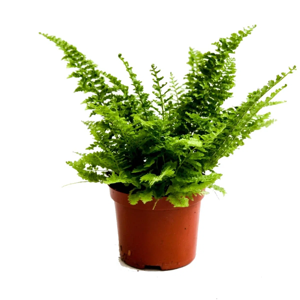 Helecho Nephrolepis Planta de Interior Natural Altura 30cm Helecho Espada o Helecho de Boston