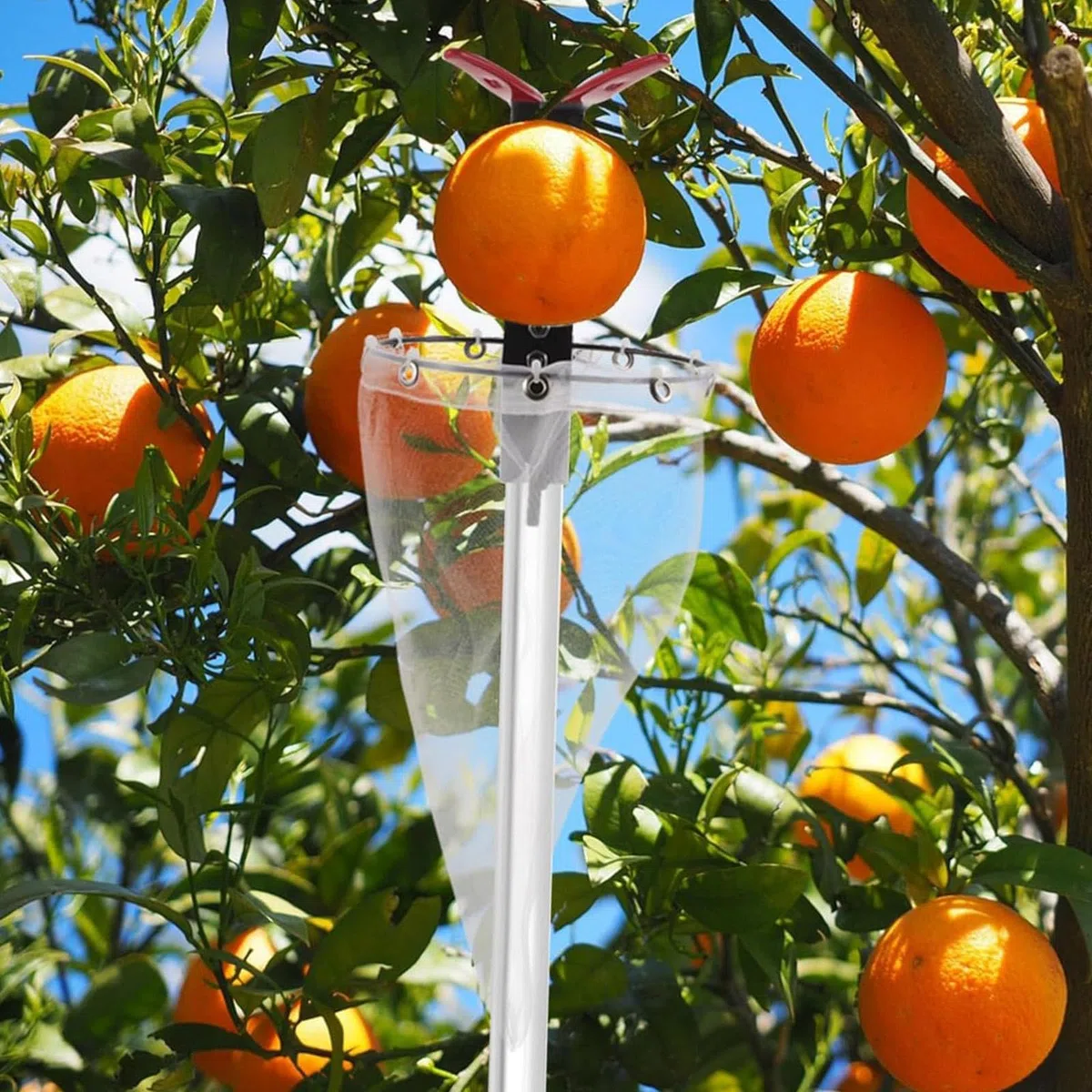 Cabezal Recolector de Frutas de Acero Inoxidable, Herramienta de Jardinería para Naranjas, Higos Y Ciruelas.