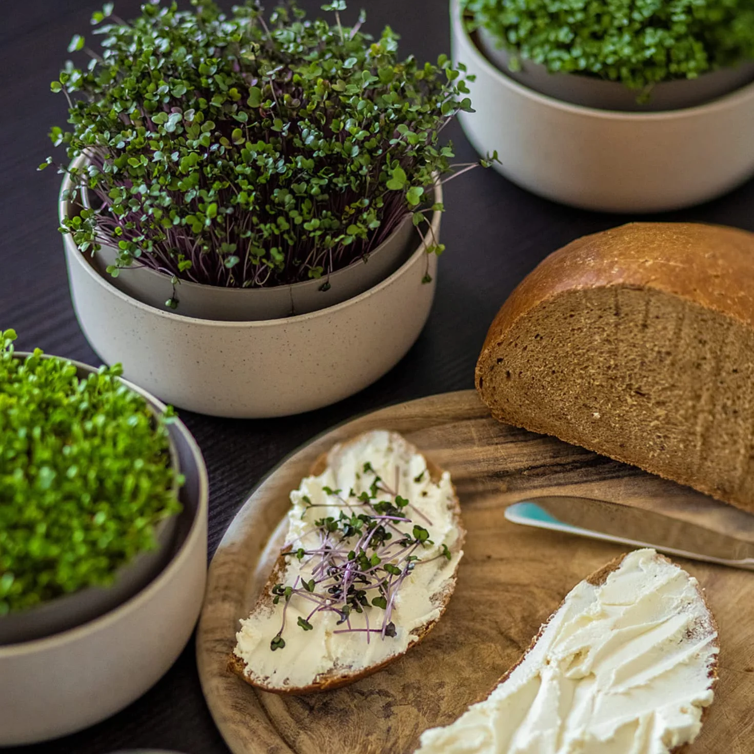 Urbalive - Cuenco Grande de 16 cm para brotes, Semillas, microgreens – Diseño colador de plástico – Germsprossenbox germinador con Mezcla de café