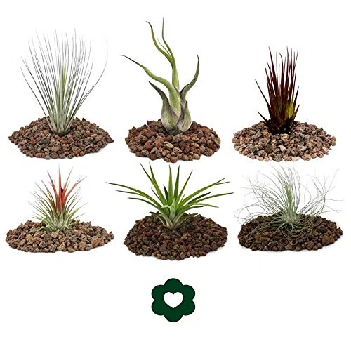 Juego de 6 tillandsias diferentes
