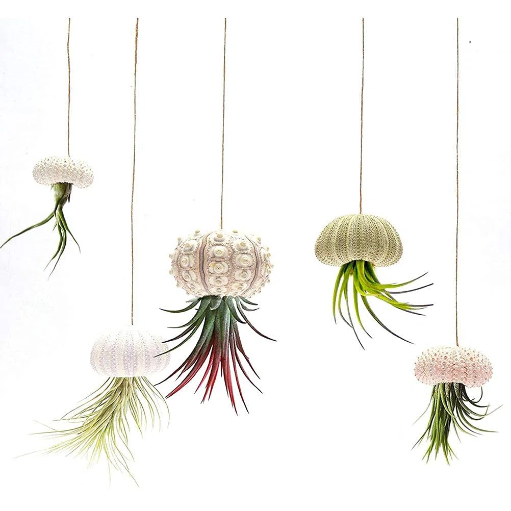 5 x Mini-maceta colgante de caracol, soporte decorativo para plantas de aire, mini-concha, contenedor de exhibición de suculentas para el hogar, exterior, jardín