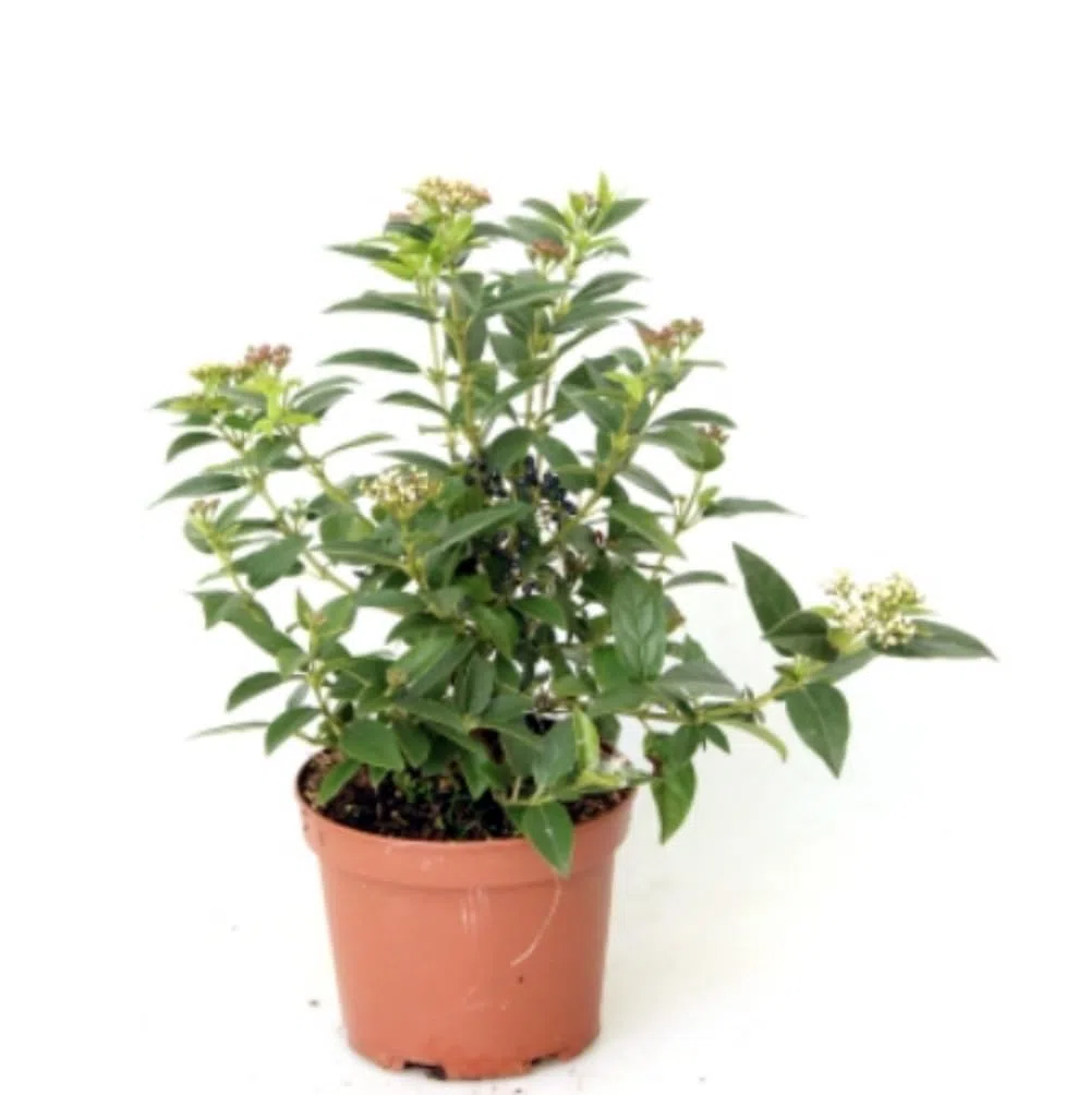Planta natural Viburnum Tinus, 30-40 cm. Durillo. Arbusto perenne, hojas verdes, flores blancas en invierno y frutos azules en verano. Segura Garden.