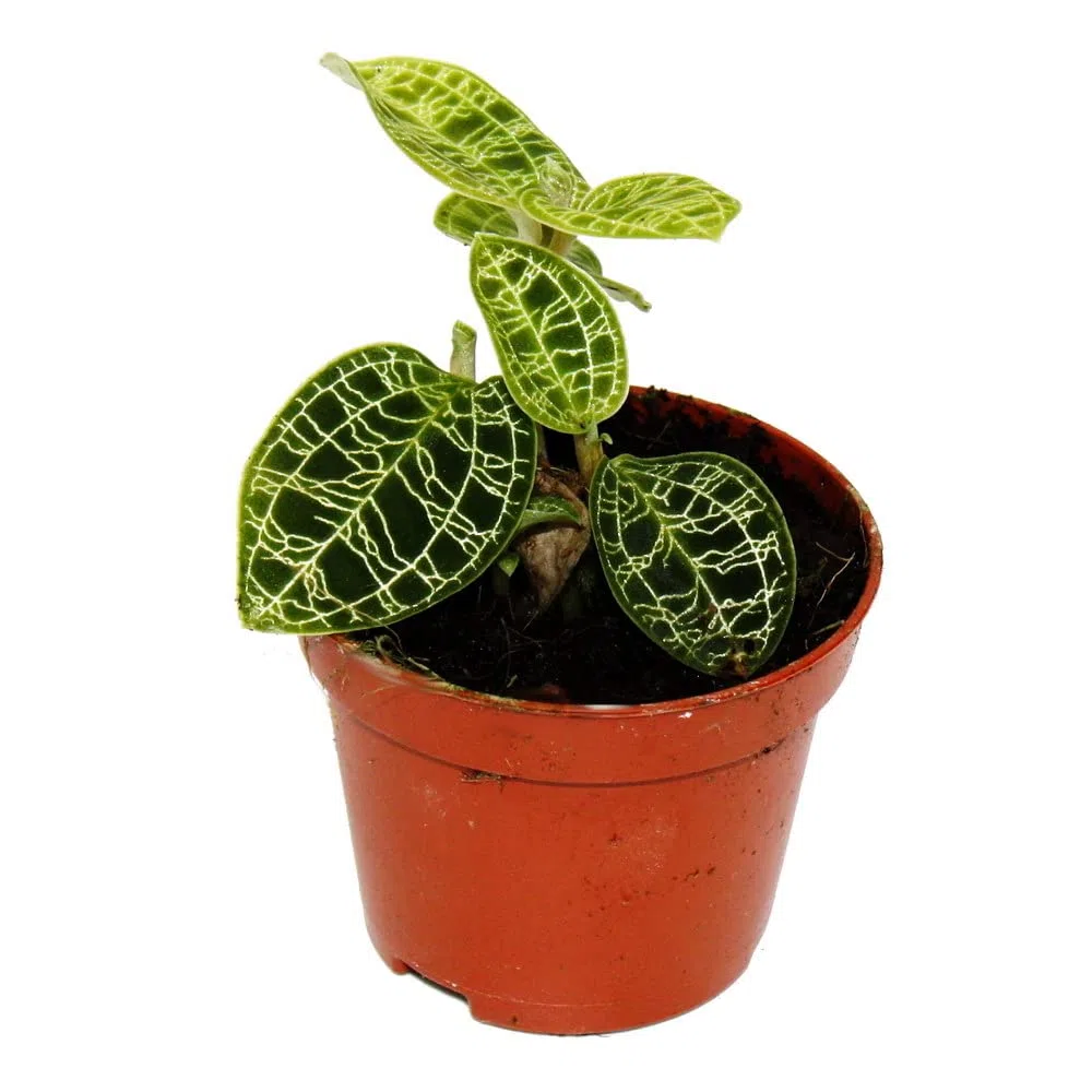 Exotenherz - Orquídea de joyería - Macodes petola Emerald - Mini orquídea terrestre con hojas llamativas - Maceta de 6 cm