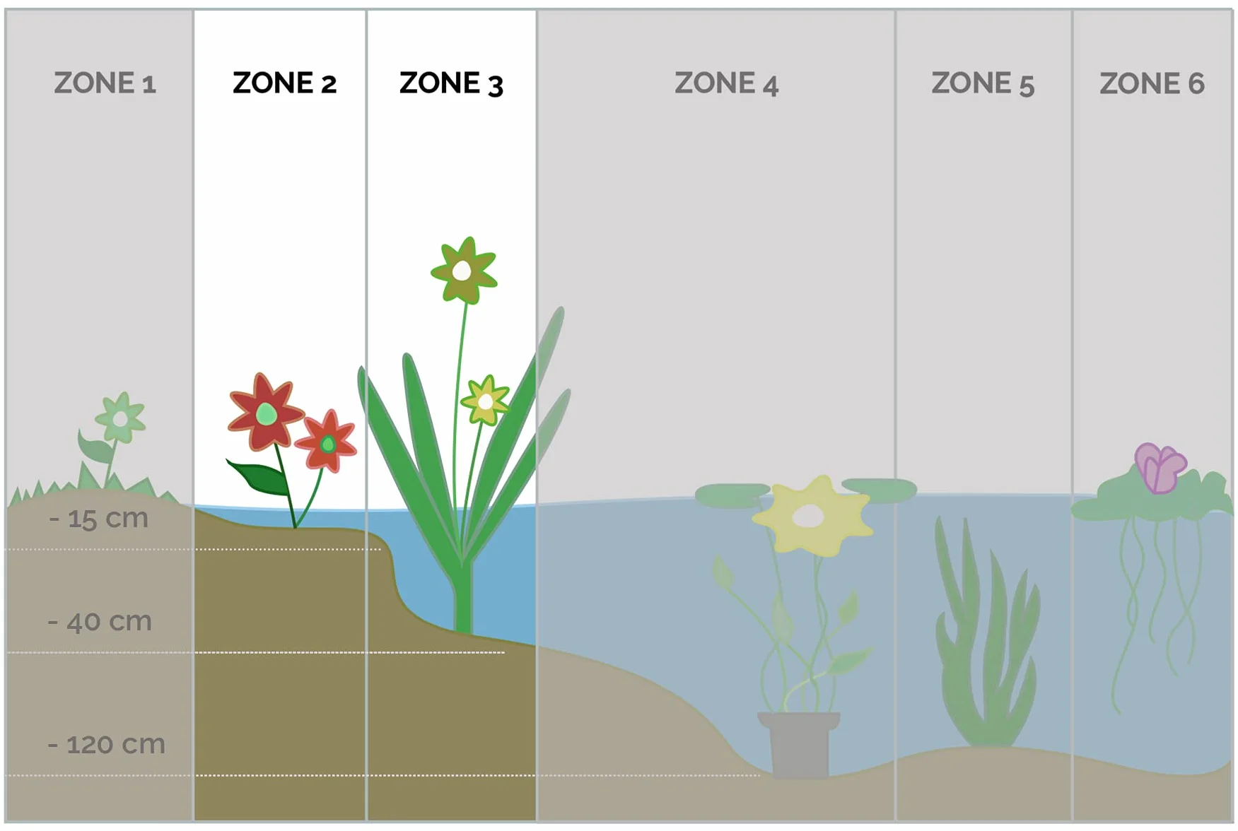 Bloomique - Butomus umbellatus - Flor de los cisnes - Plantas de estanque - Resistente al frío - Altura 15-25 cm - Maceta 9 cm